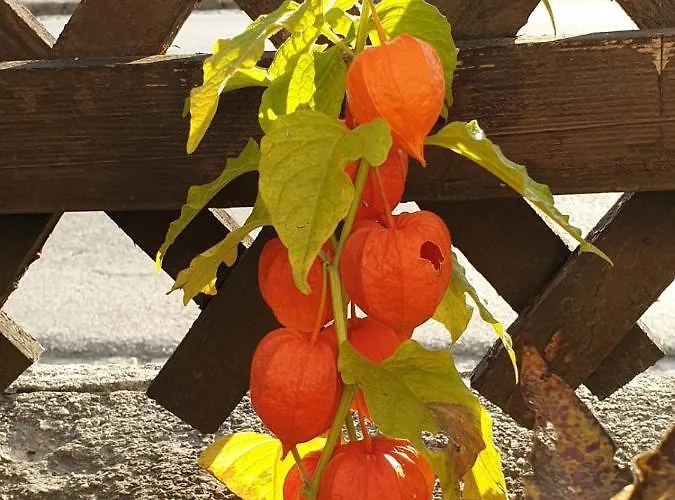 Domizil Ausseerland *